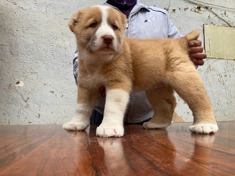 Щенок Туркменского Алабая ( чистокровный )