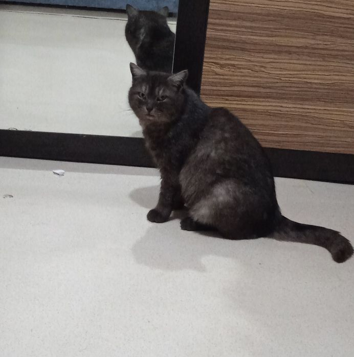 Кошка в добрые руки