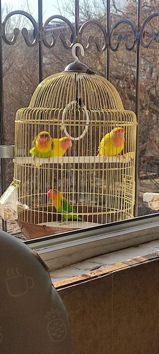 Nerazluchkalar Sotiladi Maska 170, Sariq 140