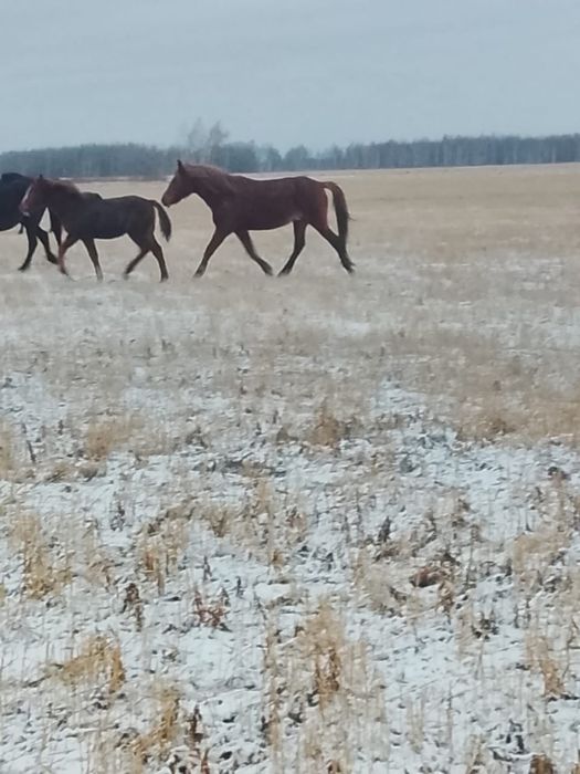 Продам кобыла цена 550000