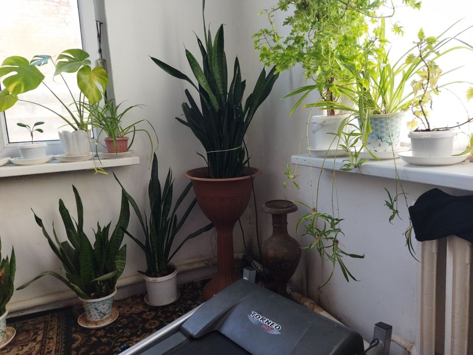 Комнатные растения