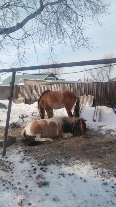 Продам 3 годовалого жеребца