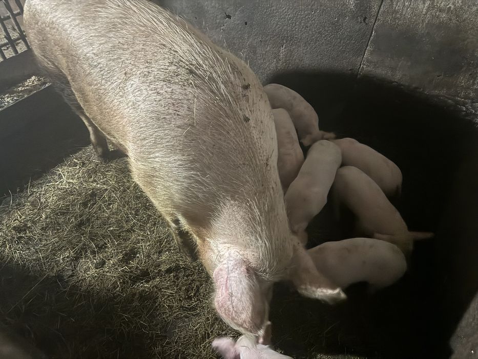 Продаются поросята месячные