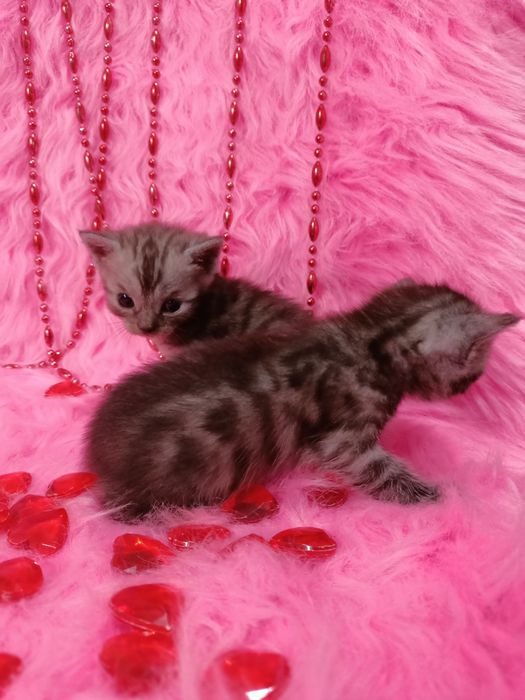 Продам котят шотландка+бенгал