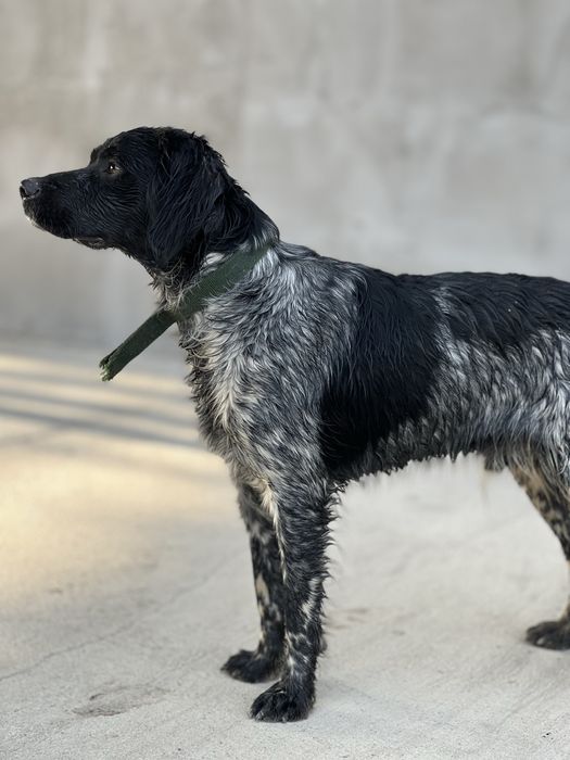 Бретонский эпаньол охотничья собака