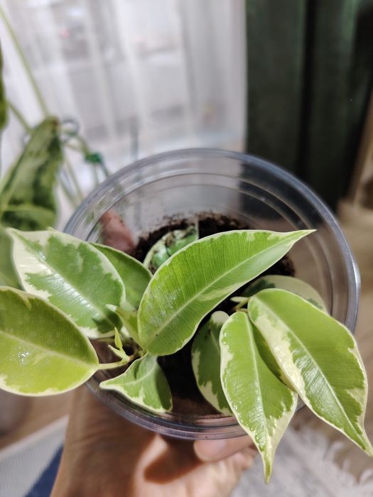 Фикус Мунлайт , мутабилис