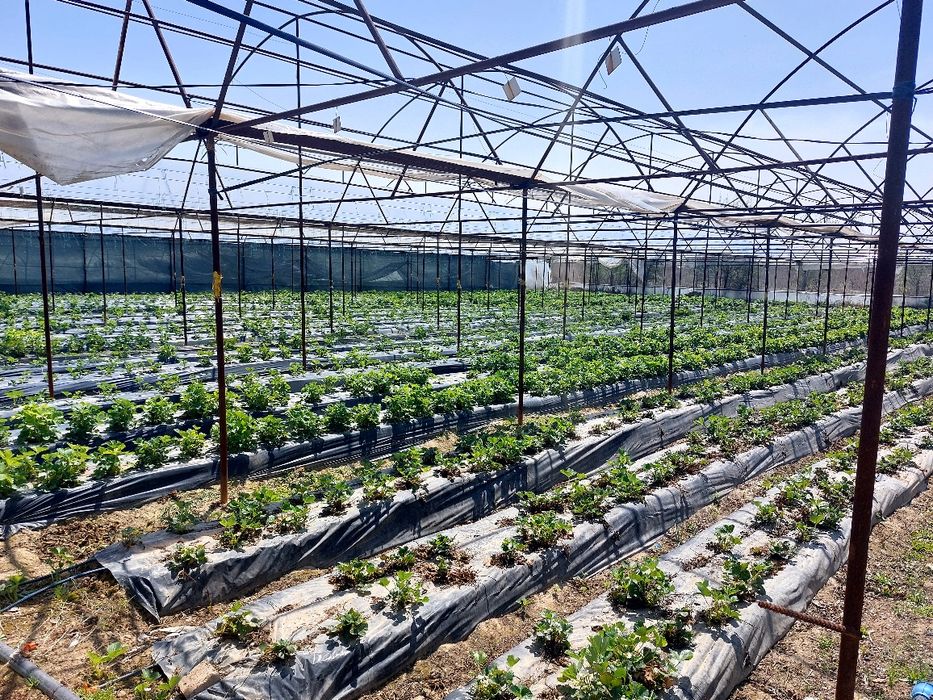 Каркасы для теплиц.