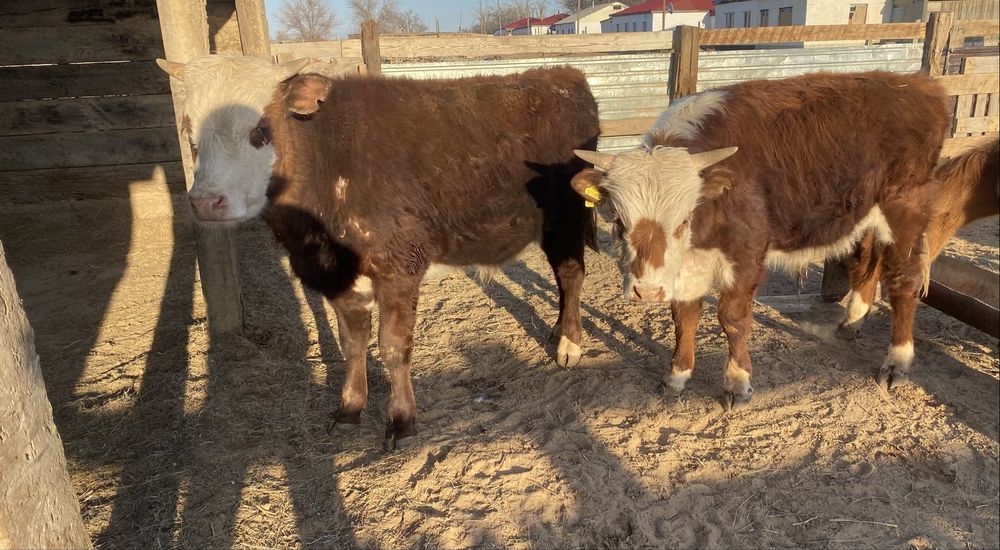 Букалар сатылады…