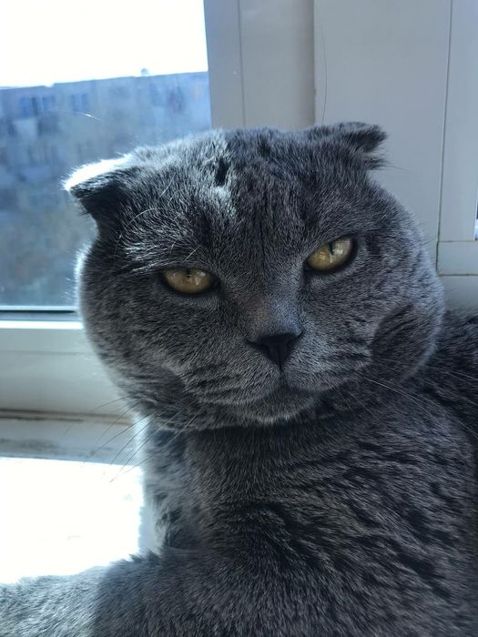 Шотландский вислоухий котенок