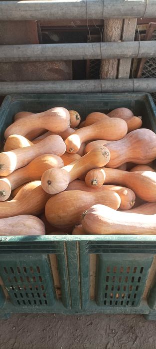 Тикви цигулки продавам