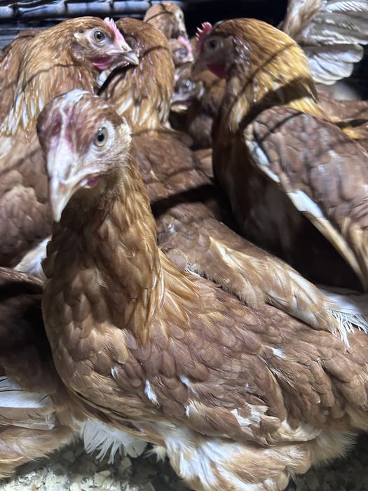 Куры Ломан Браун