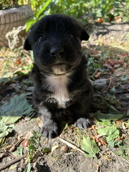 Căței spre adopție