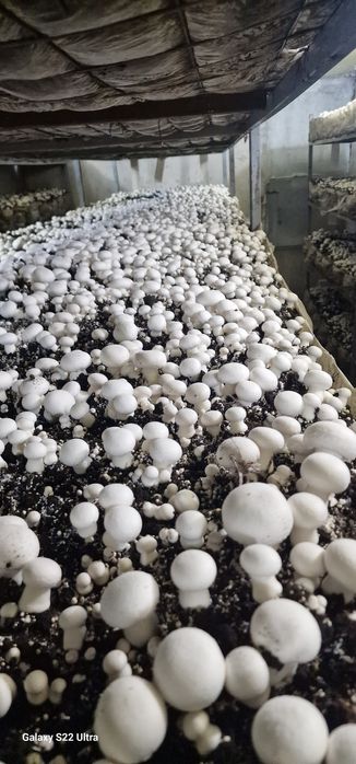 Грибы шампиньоны