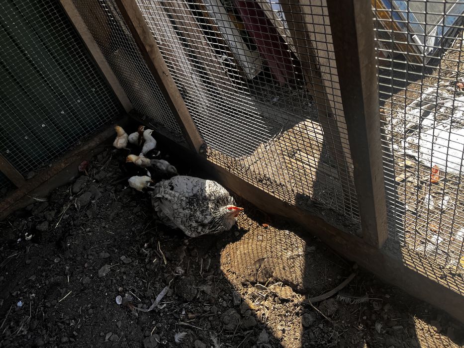 Продам квочку с цыплятами