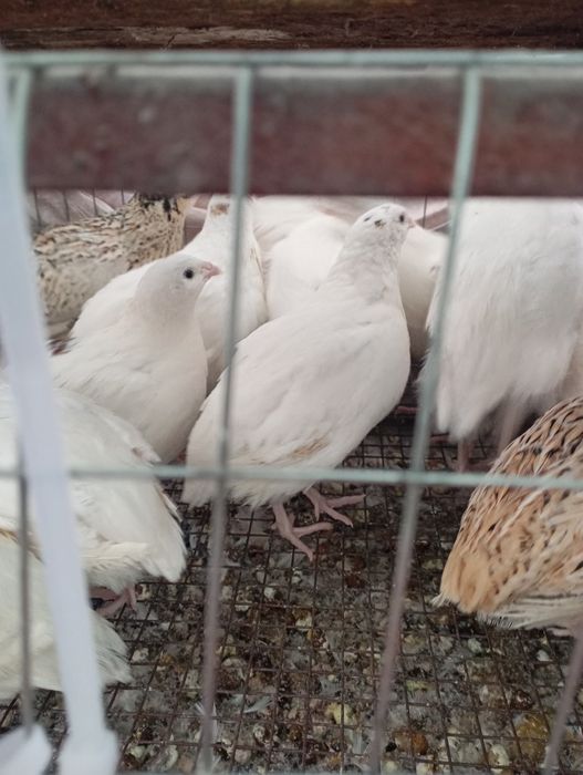 Проются перепелки