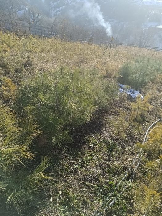 Сосна ёлочки от 60до 90 см