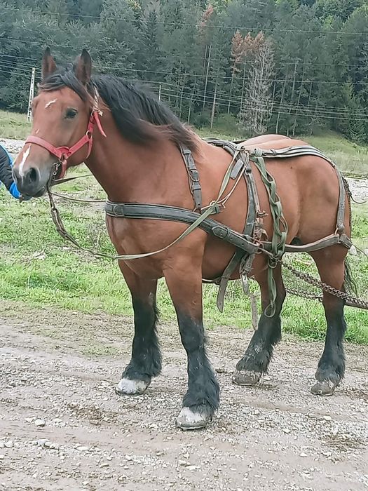 Vând iapă gestantă