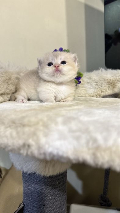 Munchkin манчкин