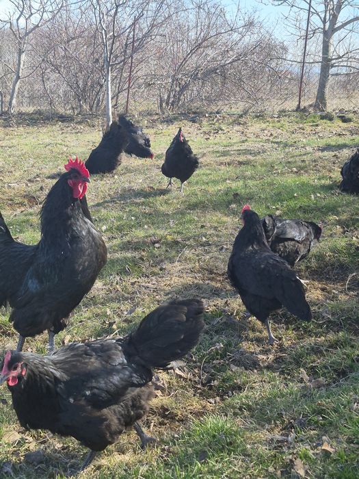 Găini australop cauta alta casa