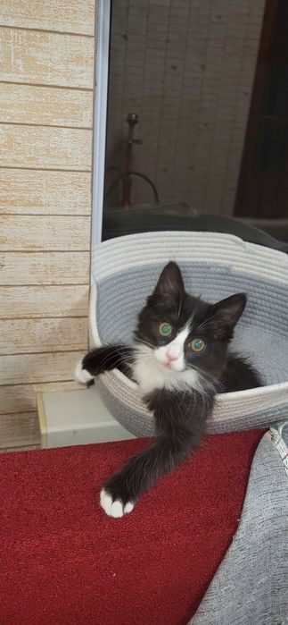 Котёнок девочка в добрые руки