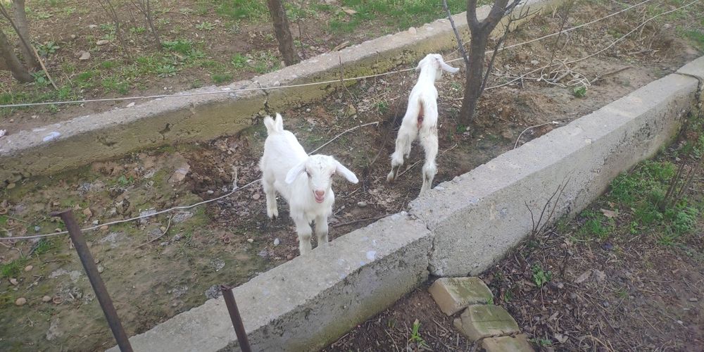 Сүтті бағыттағы ақ лақтар сатылады (1 айлық)