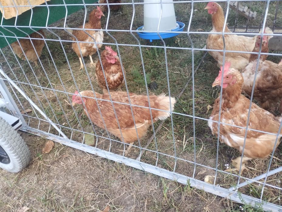 Gaini ouatoare rosii,găini Isa Brown