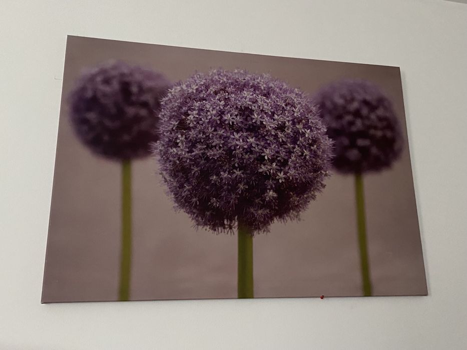 Tablouri viu colorate