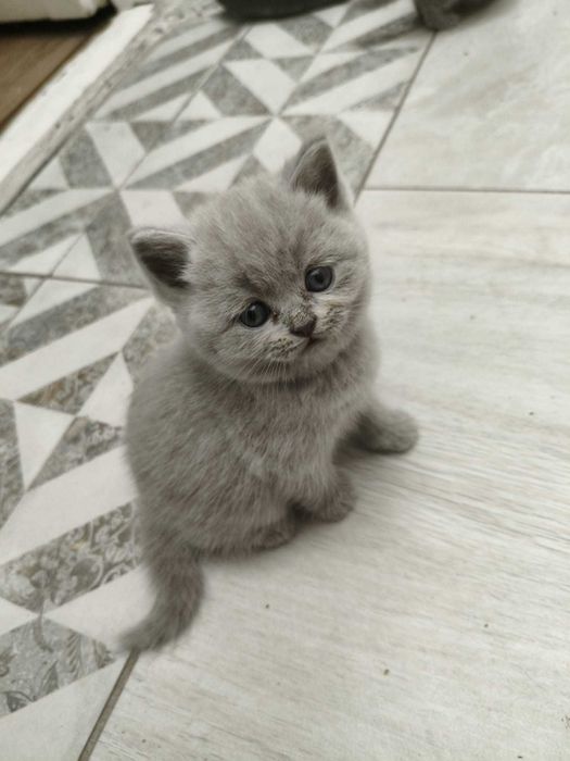 Pui de pisică British shorthair 6 saptamani