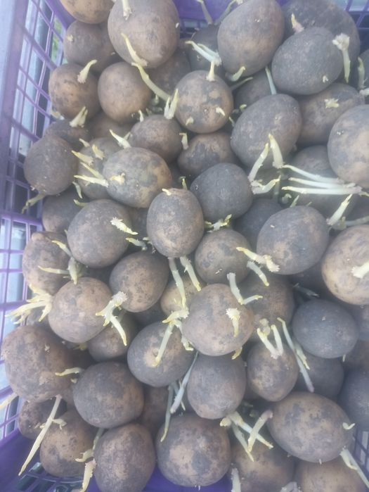Kartoshka urugʻlik.sotamiz