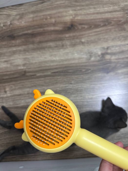 кошка  скотиш страйт