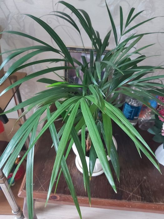 Продам пальму дипсис