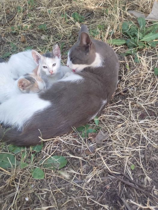Подарявам малки котета на два месеца