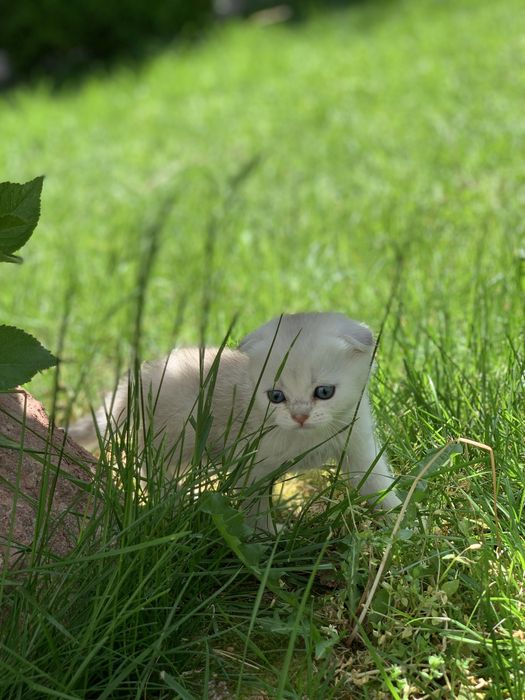 Британские серебристые котята