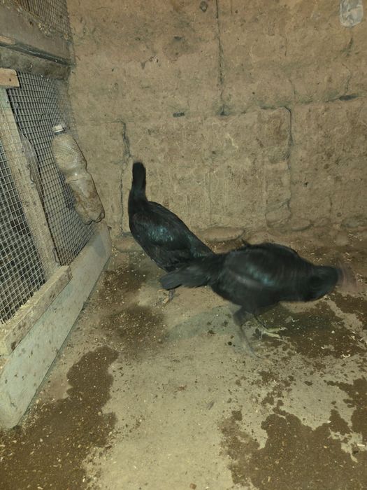 Продам птиц бойцовой породы!