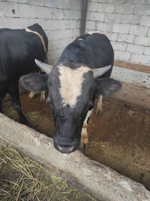 Продам бычков  аппетит хороший