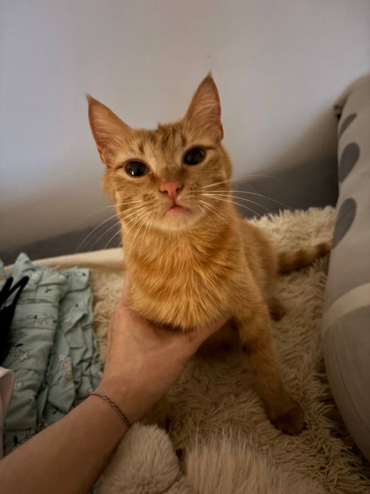 Бесплатно, отдам кошечку и кота