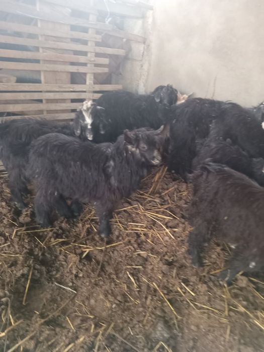 Шыбыштар лақтар сатылады.