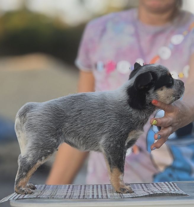 Australian Cattle Dog-femela