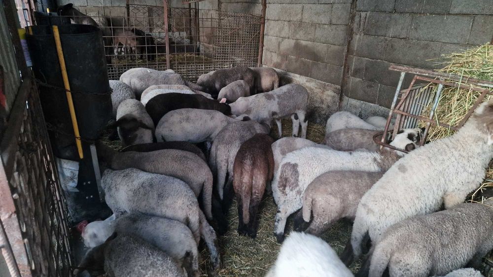 Miei și oi de vânzare. Animale sănătoase, crescute natural.