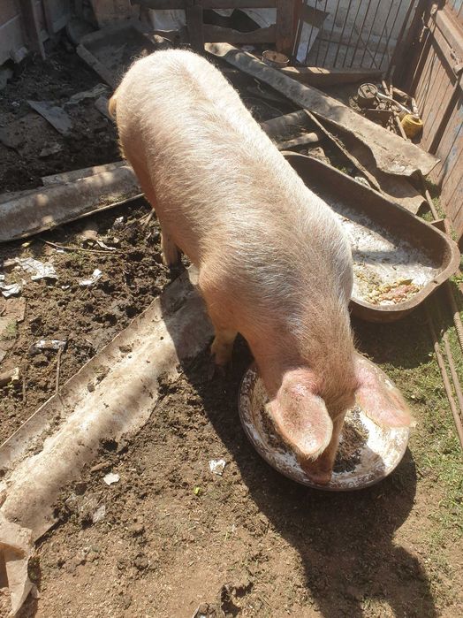 Женско прасе 100/120 кг