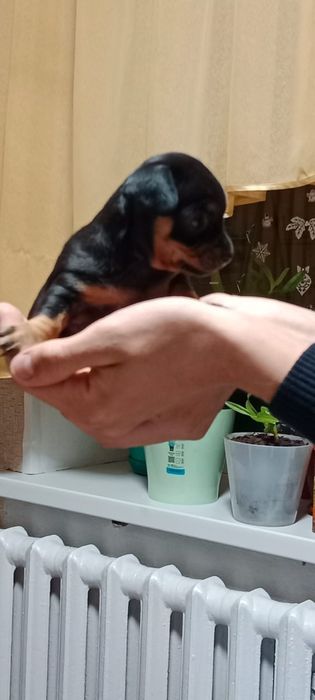 Продам мини тойчика.кабель.