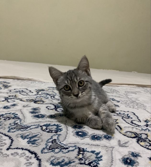 Продается котята