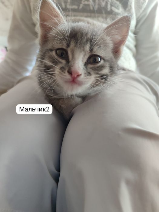 Котята, девочка и мальчики
