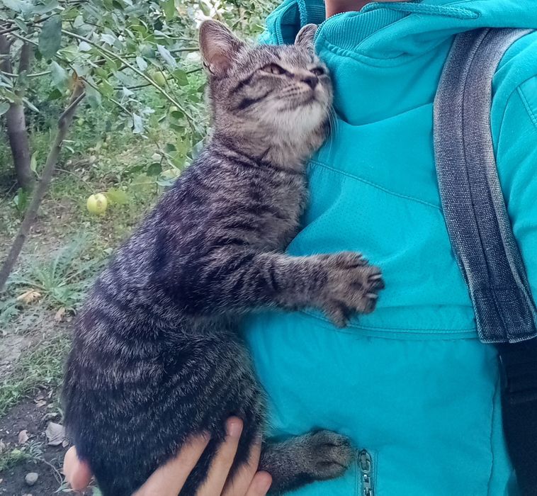 Ручной ласковый котенок