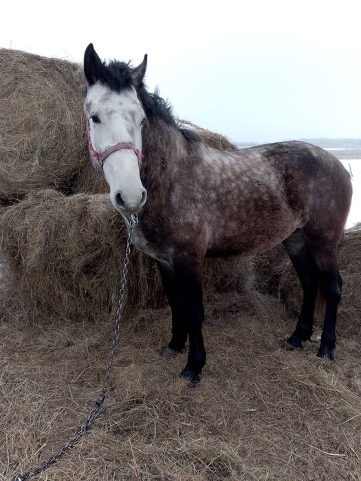 Продам жеребца на племя