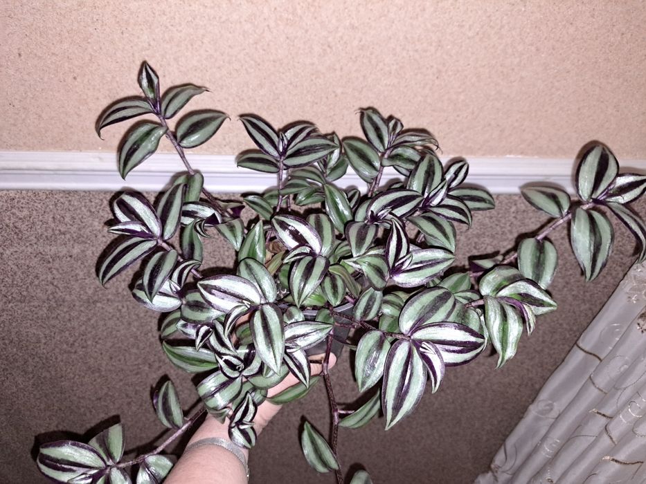 Продаю зебрины серебристые