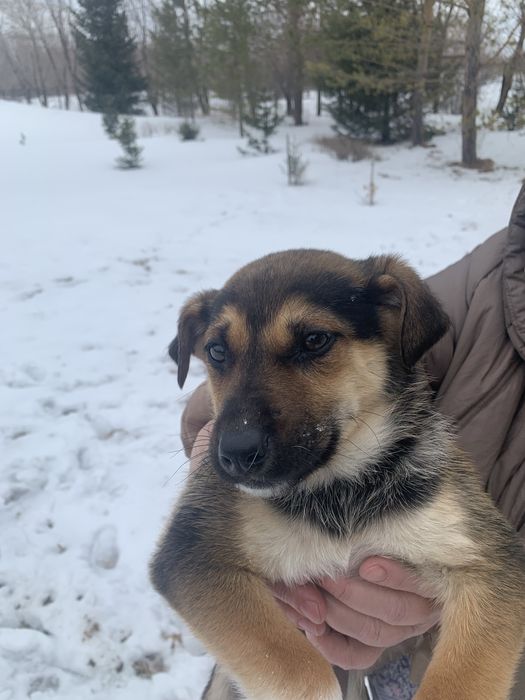 Продам щенков. Мать тазы, отец овчарка.