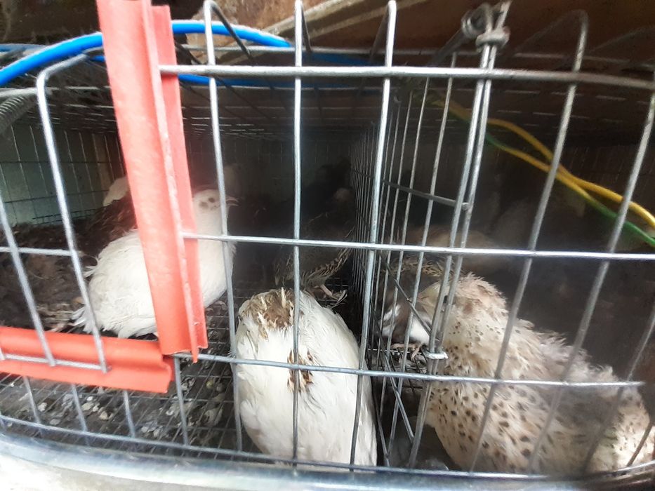 Perusi Pui și Maturi & Prepelite