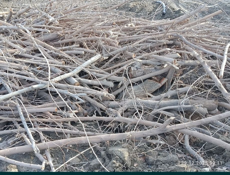 Utin sotiladi meva daraxtniki