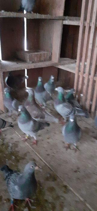 Vand porumbei voieajoi